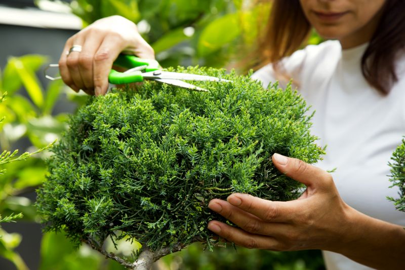 Juniper Trimming in Honolulu, HI