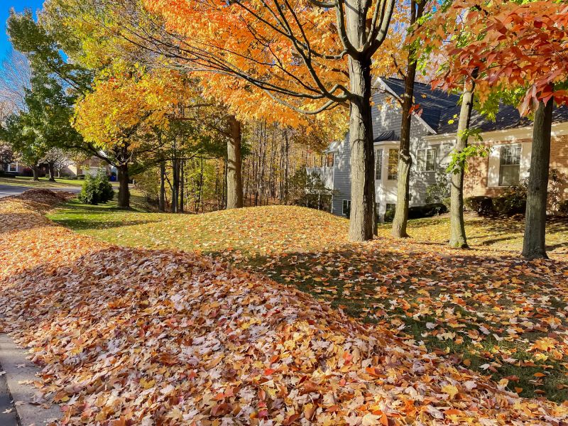 Autumn Leaf Removal in Honolulu, HI