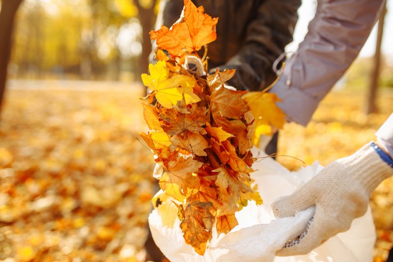 Autumn Leaf Removal in Ventura County, CA