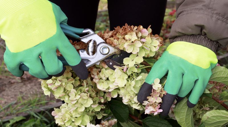 Azalea Pruning in Ventura County, CA
