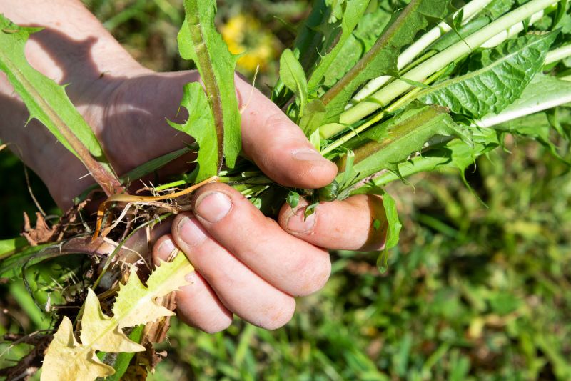 Garden Deweeding in Honolulu, HI